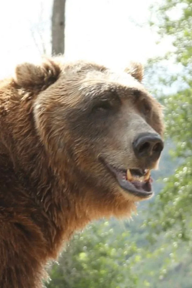 Bart the Bear fotoğrafı