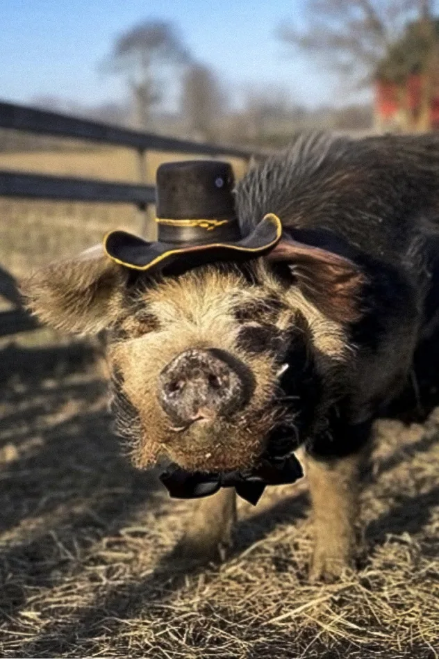 Bashi 'The Pig' fotoğrafı