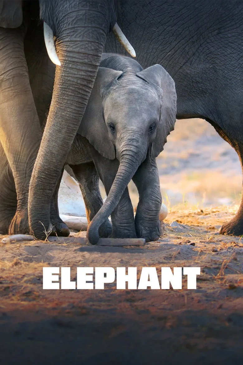 Elephant posteri