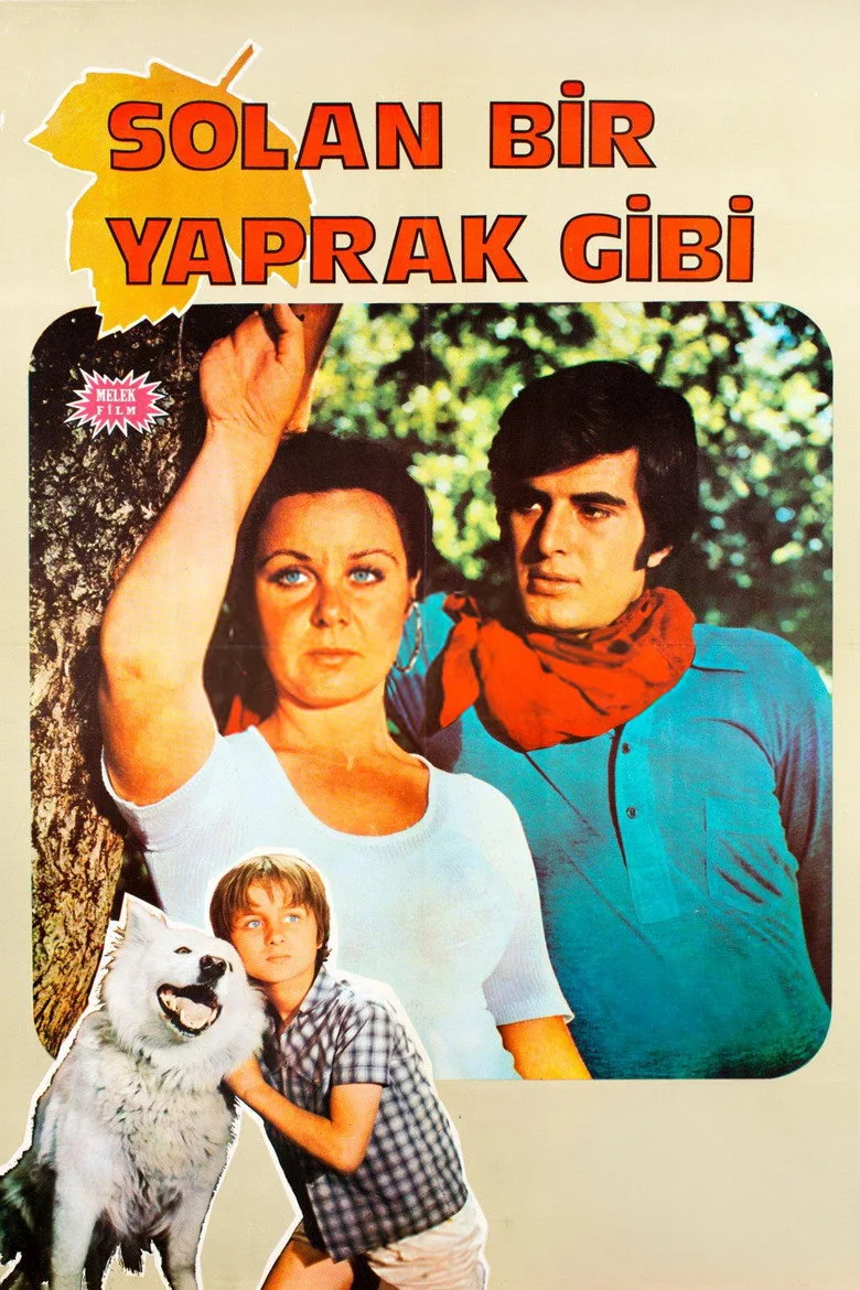Solan Bir Yaprak Gibi posteri